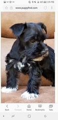 Schnauzer (Miniature) Puppy for sale in STONE MOUNTAIN, GA, USA