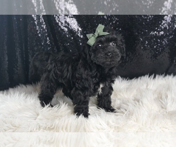 Medium Photo #101 YorkiePoo Puppy For Sale in WARSAW, IN, USA