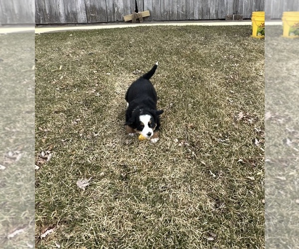 Medium Photo #10 Bernese Mountain Dog Puppy For Sale in ATHENS, WI, USA