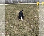 Small #9 Bernese Mountain Dog