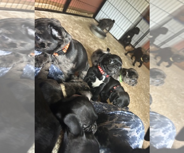 Medium Photo #1 Frenchie Pug Puppy For Sale in BLOOMINGTON, IL, USA