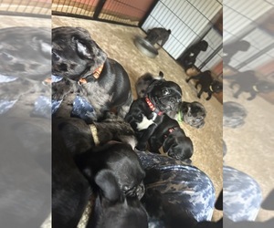 Frenchie Pug Litter for sale in BLOOMINGTON, IL, USA