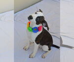 Small #1 American Pit Bull Terrier Mix
