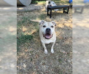 American Staffordshire Terrier-Unknown Mix Dogs for adoption in Jackson, MS, USA