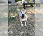 Small American Staffordshire Terrier Mix