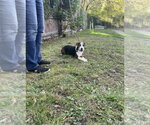 Small #2 Borador