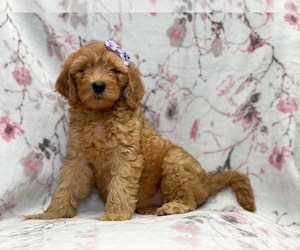 Goldendoodle-Poodle (Standard) Mix Puppy for sale in LAKELAND, FL, USA