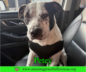 Petey - Male American Bulldog-Unknown Mix Dog for Adoption