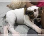 Small Photo #9 English Bulldog Puppy For Sale in FORT LAUDERDALE, FL, USA