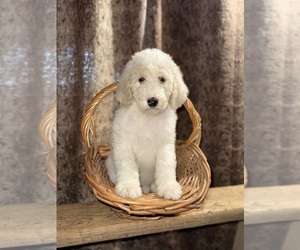 Poodle (Standard) Puppy for sale in SUN CITY, CA, USA