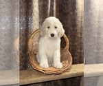 Small Poodle (Standard)