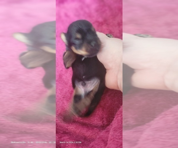 Medium Photo #44 Yorkshire Terrier Puppy For Sale in AKRON, OH, USA