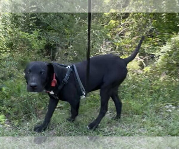 Medium Photo #5 Labrador Retriever-Unknown Mix Puppy For Sale in Tarrytown, GA, USA