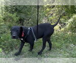 Small #4 Labrador Retriever Mix