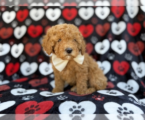 Medium Photo #5 Cavapoo (Miniature) Puppy For Sale in LAKELAND, FL, USA