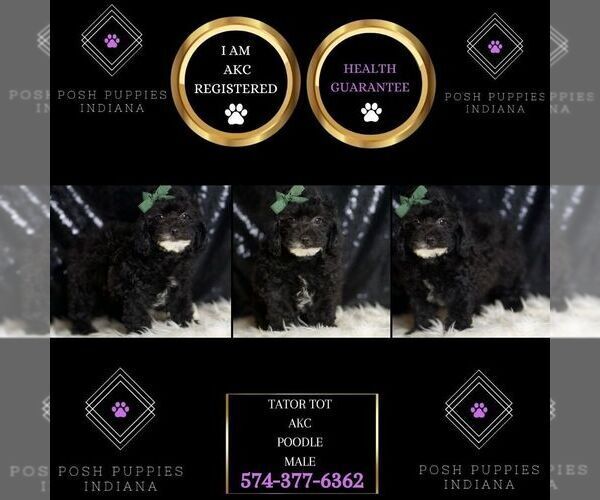 Medium Photo #2 Poodle (Miniature) Puppy For Sale in WARSAW, IN, USA