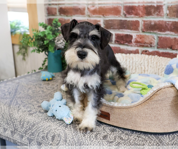 Medium Photo #6 Schnauzer (Miniature) Puppy For Sale in SYRACUSE, IN, USA