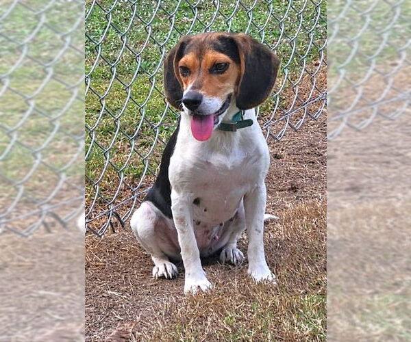 Medium Photo #5 Beagle Puppy For Sale in Dunnellon, FL, USA