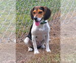 Small #4 Beagle
