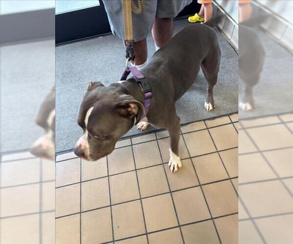 Medium Photo #1 Mutt Puppy For Sale in Burbank, CA, USA