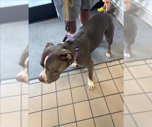 Mutt Dogs for adoption in Burbank, CA, USA