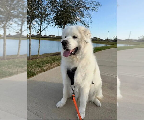 Medium Photo #1 Great Pyrenees Puppy For Sale in Houston, TX, USA