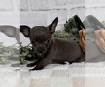 Small #20 Chihuahua