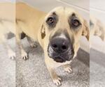 Small #1 Mastiff Mix