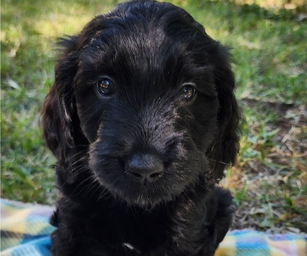 Medium Photo #2 Doodle-Goldendoodle Mix Puppy For Sale in WACO, TX, USA
