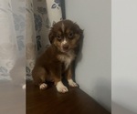 Small #11 Miniature Australian Shepherd