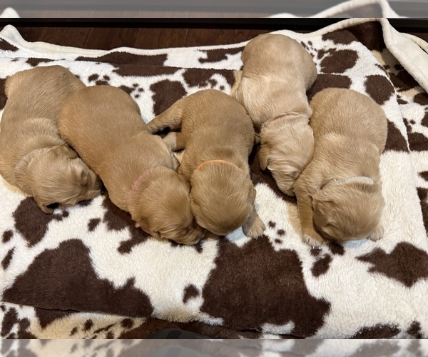 Medium Photo #5 Golden Retriever Puppy For Sale in JUSTIN, TX, USA
