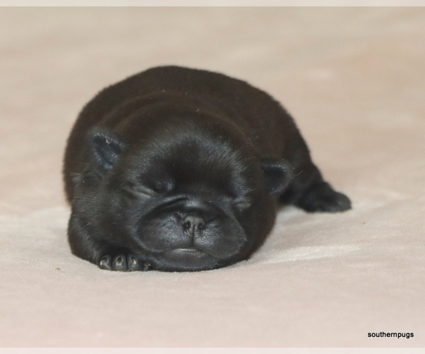 Medium Photo #1 Pug Puppy For Sale in WINNSBORO, TX, USA