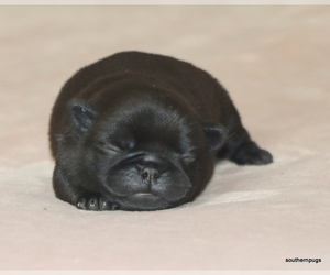 Pug Puppy for sale in WINNSBORO, TX, USA