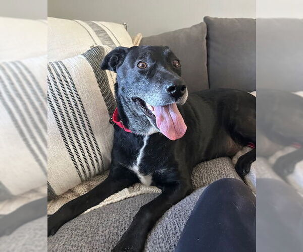 Medium Photo #16 Labrador Retriever-Unknown Mix Puppy For Sale in Oakhurst, NJ, USA