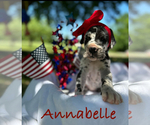 Puppy Annabella Great Dane