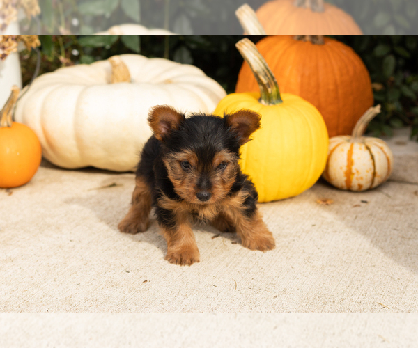 Medium Photo #16 Yorkshire Terrier Puppy For Sale in NAPPANEE, IN, USA