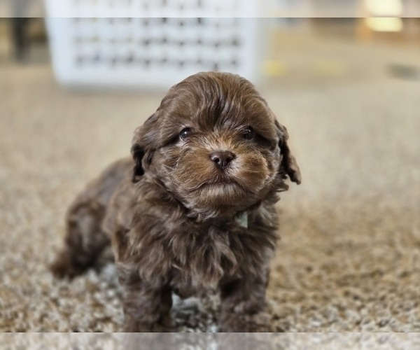 Medium Photo #2 ShihPoo Puppy For Sale in CARLYLE, IL, USA