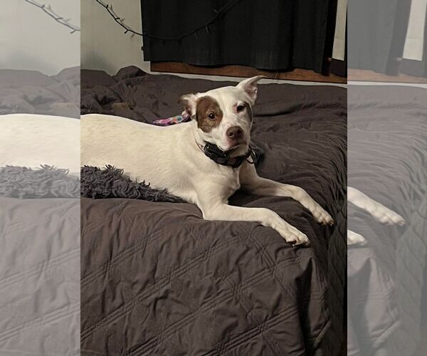 Medium Photo #4 Mutt Puppy For Sale in Sheboygan, WI, USA
