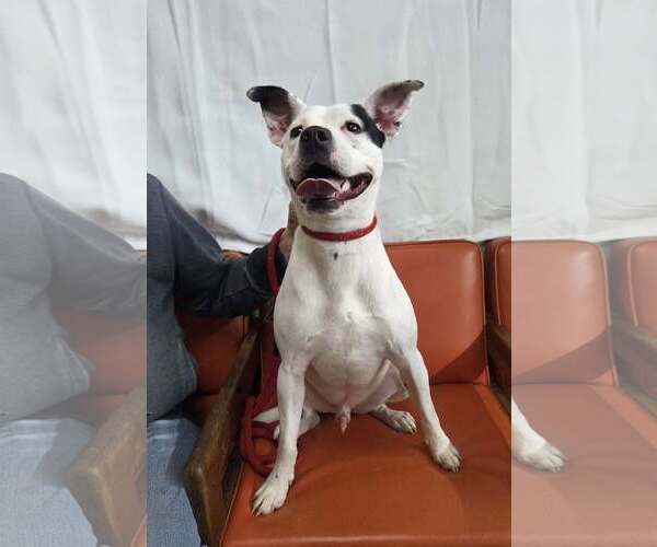 Medium Photo #1 Mutt Puppy For Sale in Martinsburg, WV, USA