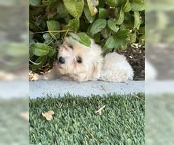 Medium Photo #4 Maltipoo (Miniature) Puppy For Sale in Corona, CA, USA
