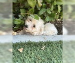 Small #3 Maltipoo (Miniature)