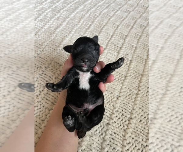 Medium Photo #1 Cock-A-Poo Puppy For Sale in MONROE, GA, USA