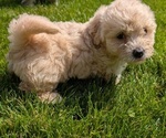 Small #8 Poovanese