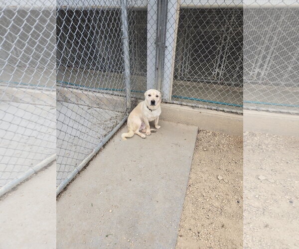 Medium Photo #3 Mutt Puppy For Sale in Maquoketa, IA, USA