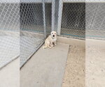 Small #2 Mutt