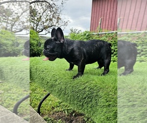 French Bulldog Puppy for sale in MIAMI, FL, USA