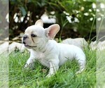 Small #3 French Bulldog