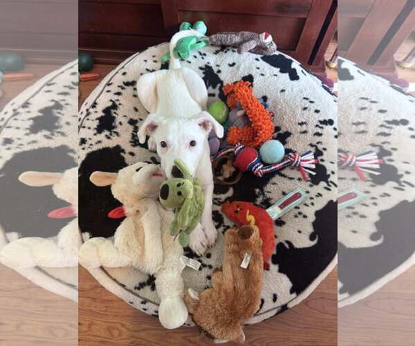 Medium Photo #11 Huskies -Unknown Mix Puppy For Sale in Sheboygan, WI, USA