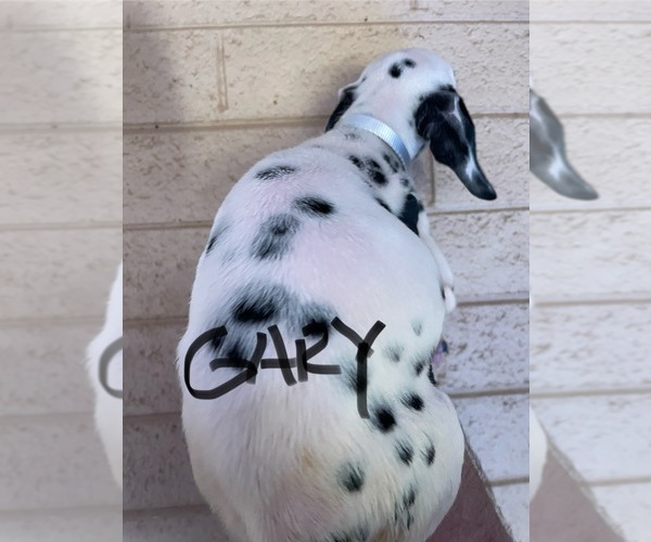 Medium Photo #2 Dalmatian Puppy For Sale in GLENDALE, AZ, USA