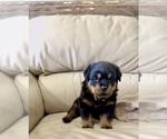 Small #44 Rottweiler